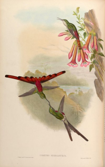 Cometes sparganurus = Sappho sparganura by John Gould